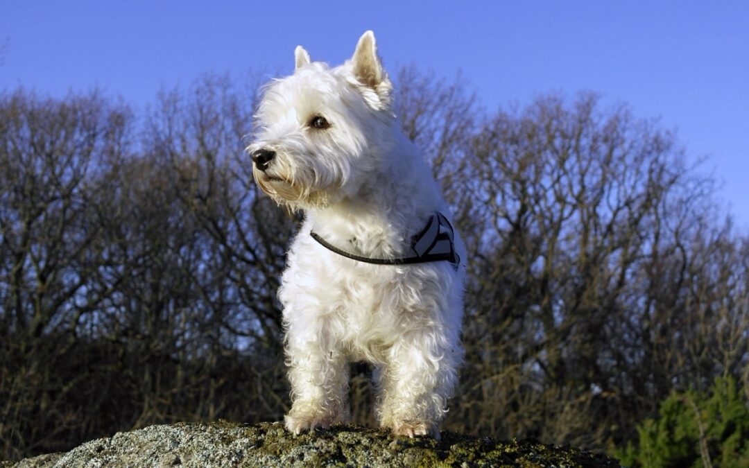 Criadores de West Highland White Terrier