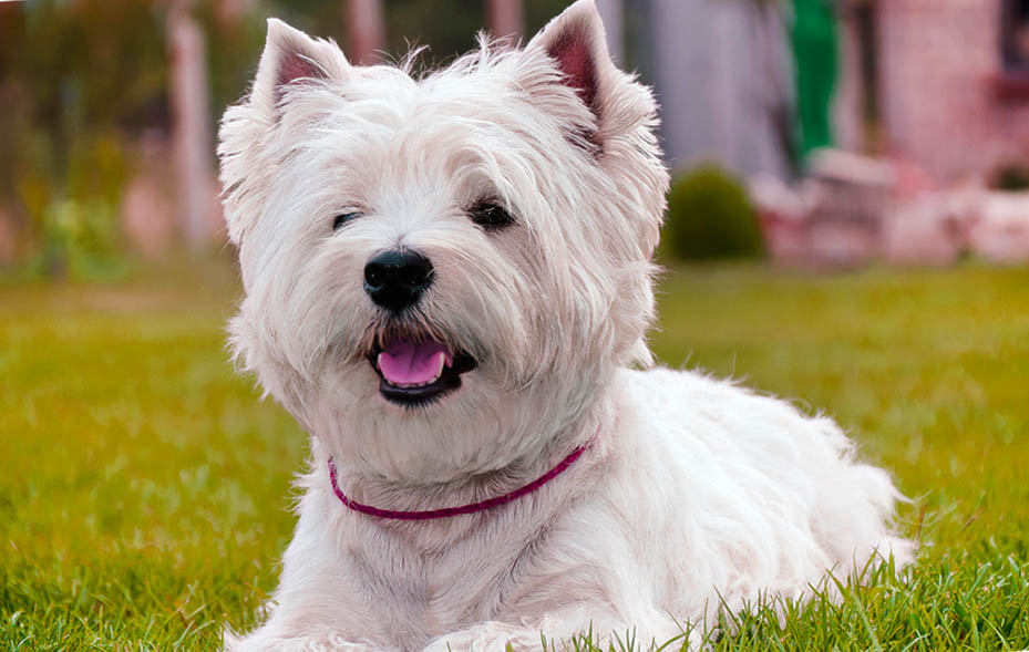 West Highland White Terrier características